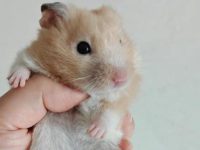 what type of animal is a hamster?