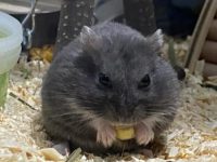 hamster how long do they live?