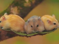 how many years does a hamster live?