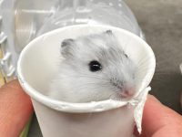 what are the nicest hamsters?
