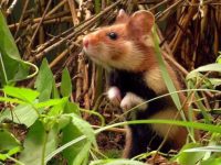 can hamsters live in the wild?