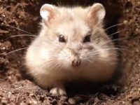 are aquatic hamsters real?