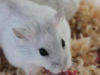 why should i get a hamster?