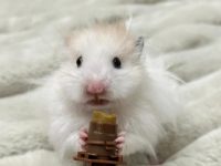 how hard is it to take care of a hamster?