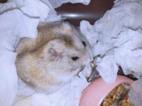 do cats and hamsters get along?