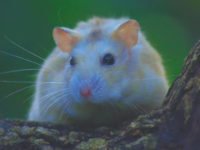 do hamsters need sunlight?