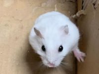 do hamsters have diseases?