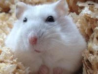 how to tell if your hamster is pregnant?