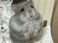 can dwarf hamsters eat spinach?