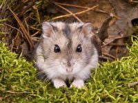 can hamsters have ham?