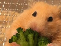 how to tell hamster age?