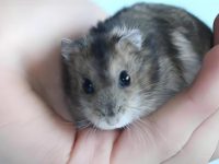 can hamsters get cold?