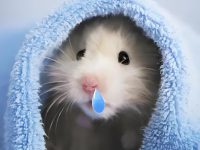 how do i know if my hamster is sick?