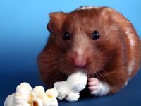 what are the friendliest hamsters?