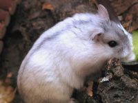 do hamsters like hay?