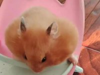 things to know before getting a hamster