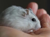is it hard to take care of a hamster?