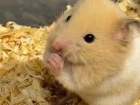 tiny hamster breeds
