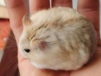 what do hamsters play with?