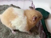 how long do hamster live for?