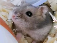 how cold is too cold for a hamster?