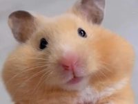 how long do hamsters live syrian?
