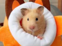 can hamsters see colors?