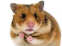 can hamsters get sick?