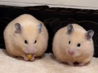 what type of hamster should i get?