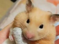 hamster personality traits