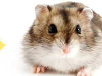 why do hamsters have a short lifespan?