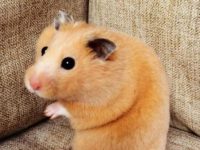what is the cutest hamster?