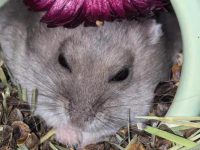 are hamsters high maintenance?