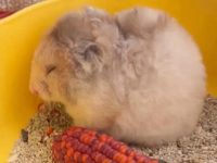 how many hours a day do hamsters sleep?