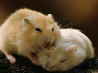 how to know if your hamster is pregnant?