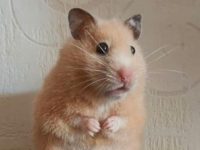 can you train a hamster?