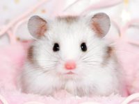 types of hamsters as pets