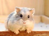 can you hold hamsters?