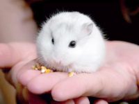 how many days can hamsters go without food?