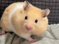 are hamsters a good pet?