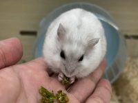 ideal temperature for hamsters