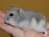 does a hamster have a tail?