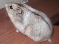 are chinese dwarf hamsters friendly?