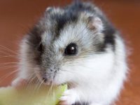 how do you take care of hamsters?