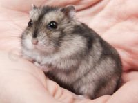 hamsters that like to be held