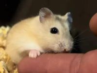 can hamsters be in the same cage?