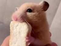 what do you need to take care of a hamster?