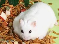 are russian dwarf hamsters friendly?