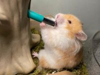 everything you need for a hamster