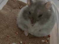 pros and cons of having a hamster